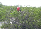Frigate Bird  Frigate Bird